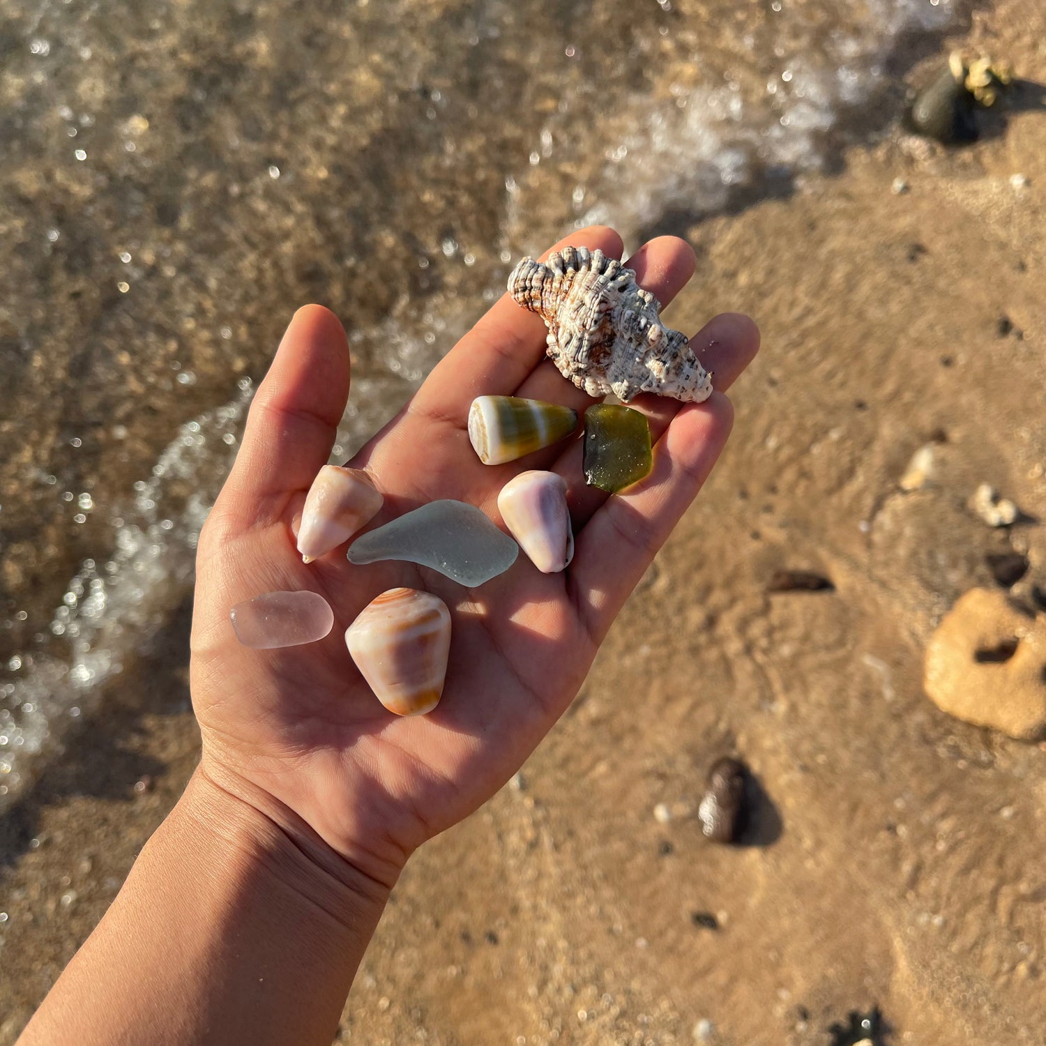 Sea Treasures