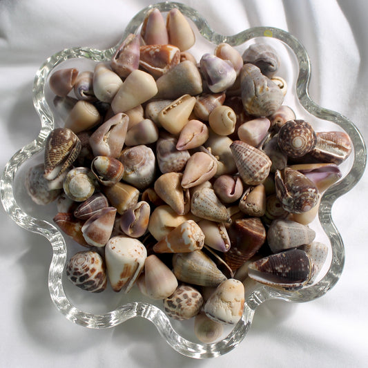 25 mixed Kaua’i cone shells