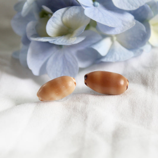 Isabella Cowrie Studs